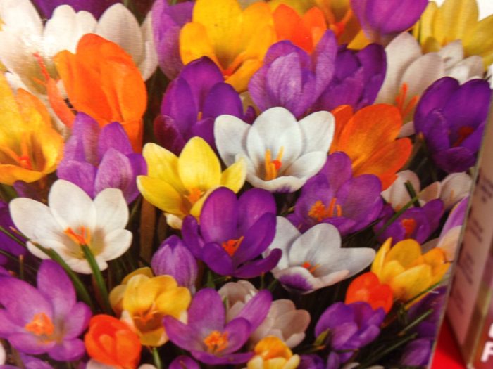 how-to-plant-daffodil